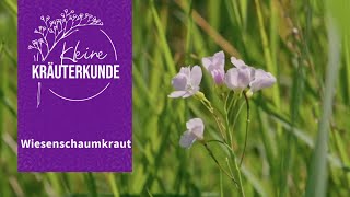Kleine Kräuterkunde: Wiesenschaumkraut | Ruth Pfennighaus