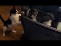 MUST SEE Angry Cat Fights With A Tuxedo Cat
