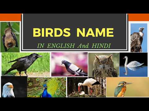 Birds Name in English & Hindi.