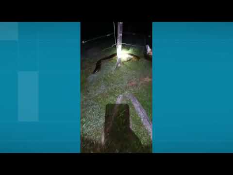 Avistan anaconda en Puerto Nare - Noticias Telemedellín