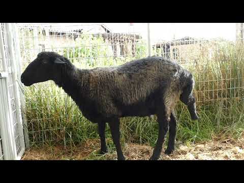 , title : 'Karakul Sheep Ewe 2 years Ursula'