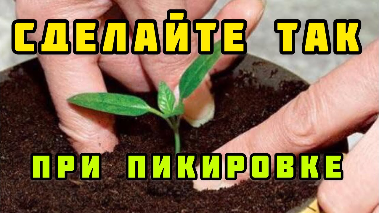 Моя пикировка перца вас удивит! Делаю это для крепкой рассады