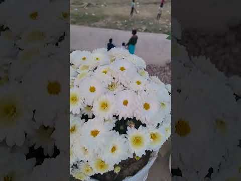 Lovely flowers #beautifulflowersintheworld #love #music