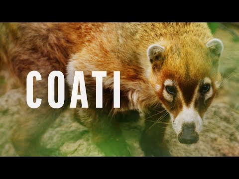 Critter Spotlight - Coati