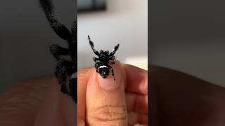 Download lagu I raised him?! Such a handsome boy 🥲 #jumpingspider #nature #beforeandafter #shorts mp3