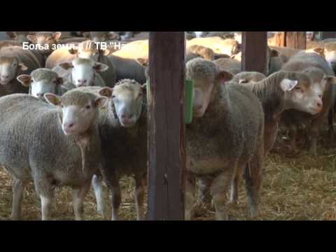 Najveci uvoz Il de frans ovaca u Srbiju ikad - ovcari se slozili oko genetike