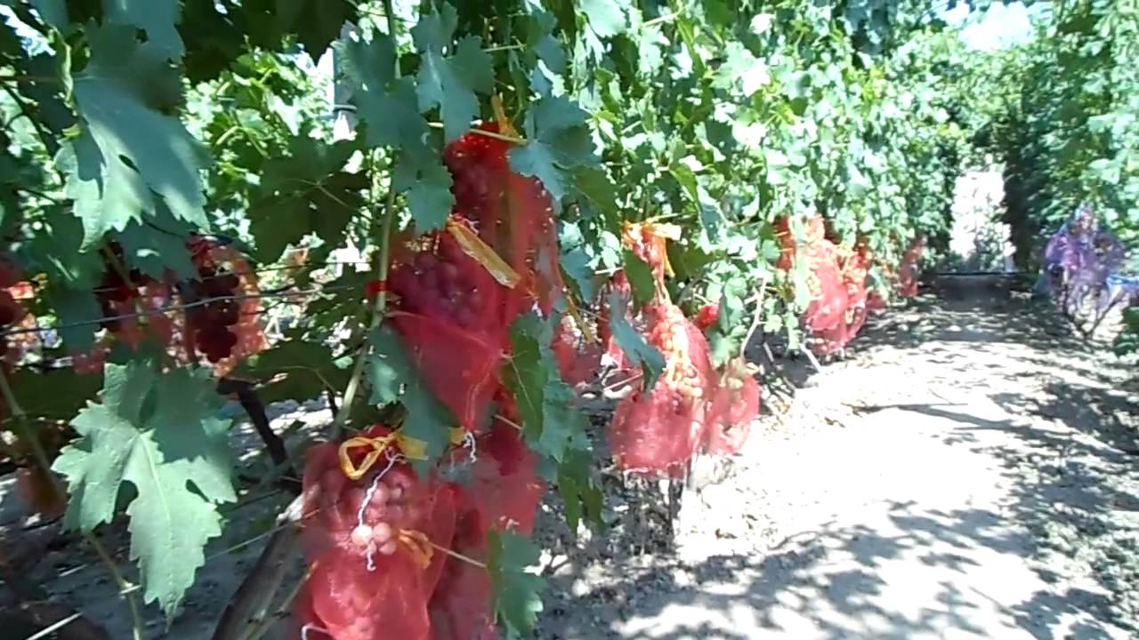 Виноград Кардишах