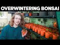 Overwintering Bonsai - Everything You Need To Know