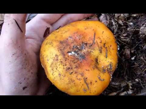 Otrovna muhara (Amanita muscaria) - Razlike i sličnosti sa jestivom blagvom!