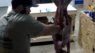 Butchering a goat, from pasture to freezer.