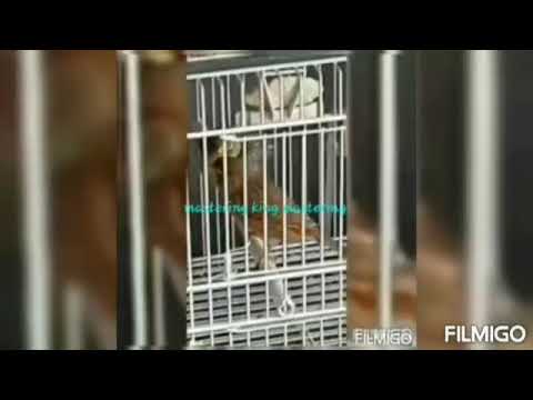 Daavi - papa wat is dat ft Sepa