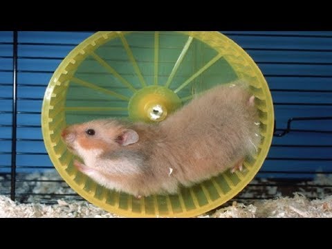 Funny Hamsters Falling Out onThe Wheel - Funny And Cute Pet Videos