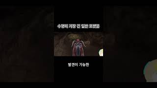 수명이 가장 긴 포켓몬