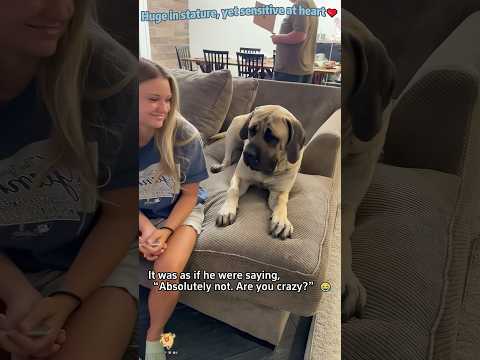 Huge in stature ,yet sensitive at heart ❤️ #dog #dramatic #animals #englishmastiff #joy