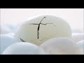 WhatsApp Status Video Cute Cat Funny Video