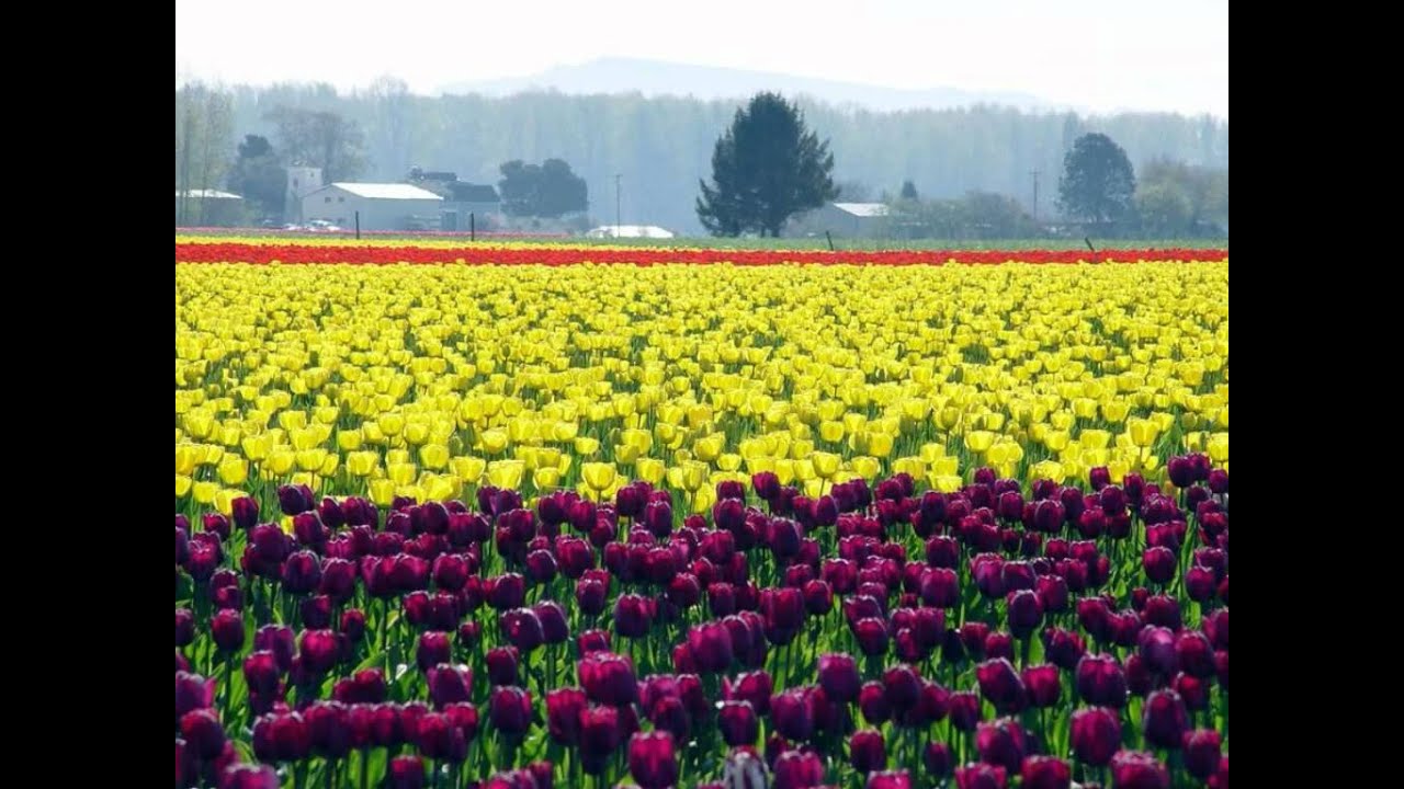 Jhalak Lyrics  | Janam Kundli | Vinod Khanna, Jeetendra | Abhijeet Bhattacharya, Alka Yagnik | Anand Shrivastav, Milind Shrivastav