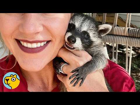 Baby Raccoon Raised With Kids Thinks She’s One of Them