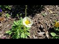 Slow Motion Of A Bee Pollinating A Flower