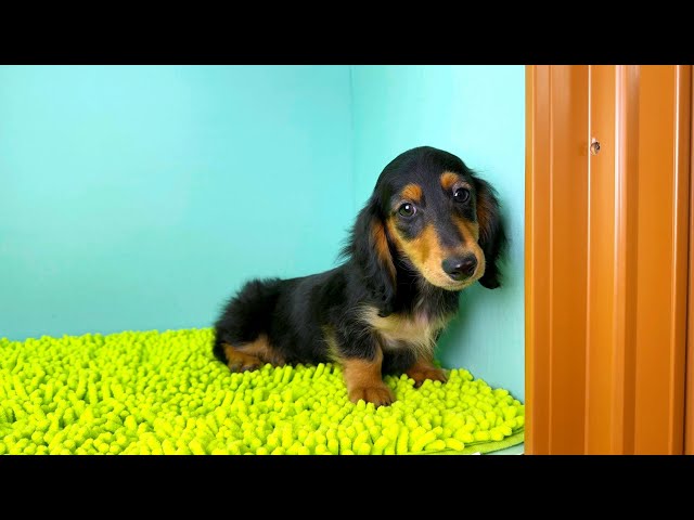 (子犬) 犬種:ダックスフンド・ミニチュア・ロング 男の子 ブリーダー マロニエケンネル MARRONNIER KENNEL k3777の画像