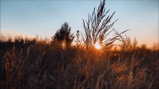 Link Wray - Alone