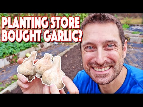 , title : 'Growing Garlic In Texas From Store Bought Garlic! Mistakes To Avoid!'