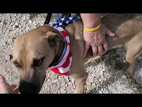 Buddy, an adoptable German Shepherd Dog & Boxer Mix in Bandera, TX_image-1