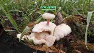 preview picture of video 'Houba roste na houbě. Mushroom Grows on Mushroom'