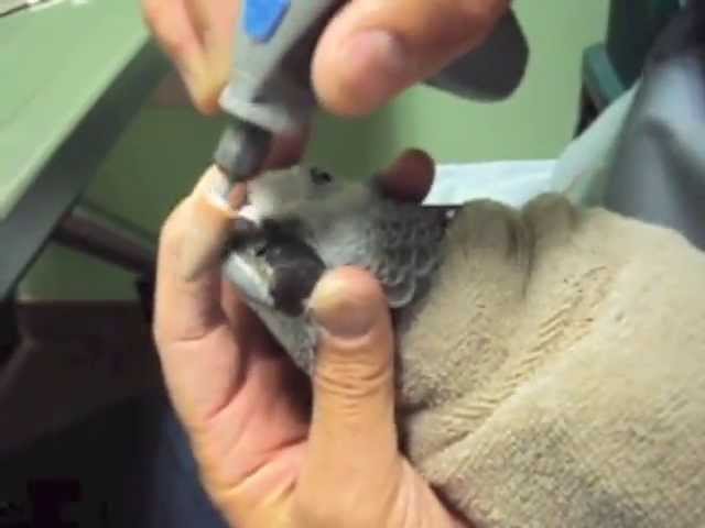 BUDGIEHUB