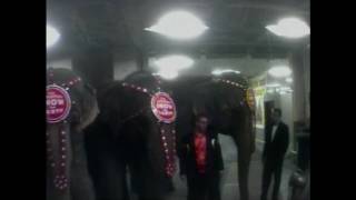 Ringling Brothers and Barnum & Bailey Circus elephant abuse