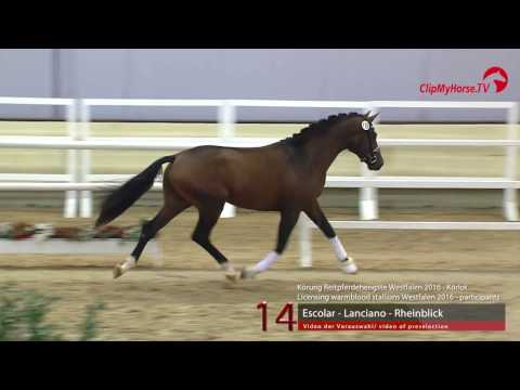 14  Escolar - Lanciano - Rheinblick