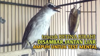 Download lagu Trucuk BETINA memanggil Jantan Suara Birahi Ngecuplik 100% pancingan trucukan gacor agar BUNYI EMOSI mp3
