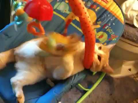 Saru cat plays with baby toy