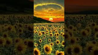 Download lagu Beautiful sunrise with sunflower mp3 Download lagu Beautiful sunrise with sunflower mp3