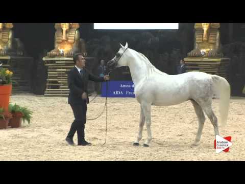 N 50 TF STAR IBN PSEQUEL   Gran Prix 2015   4+ year old stallions Class H
