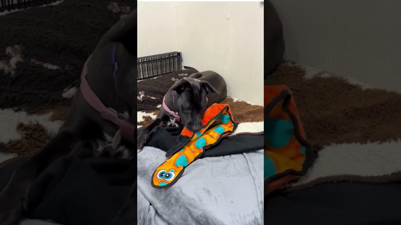 Elsie, a Adoptable mixed breed in Ellijay, GA video 2/2