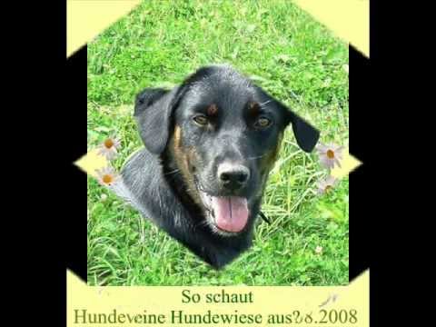 Lady auf der Hundewiese...
