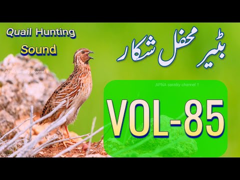 best female quail sounds|  batair vol 85 |  vol batair | batair ki awaz2025