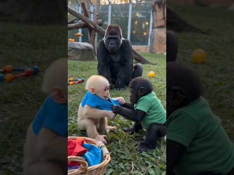 Mama Gorilla Solved the T-Shirt Fight in the Sweetest Way 🦍❤️ #shorts
