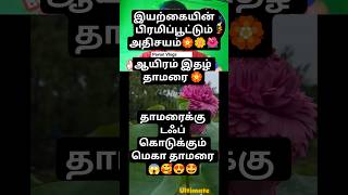 Download lagu 🪷 Rare 1000-Petal Lotus! Confidence Blooming Even in the Mud! 🌟 #1000PetalLotus #Lotus mp3