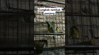 Download lagu CUNGKOK NEMBAK PANJANG MEWAH mp3