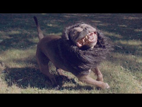 Bruce Lion (American Bully in Lion Costume)