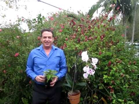 Horticultural Therapy Heals Mind Body And Spirit Ipps 2012 Horticultural Therapy Heals Mind Body And Spirit Ipps 2012