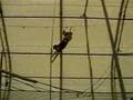 Flying Monkies