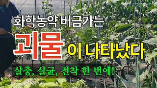 벌레퇴치 천연살충제로 한방에 싹 제거 살균 및 전착효과까지 진딧물 청벌레 노린재 개미도 죽여요 #천연살충제 …