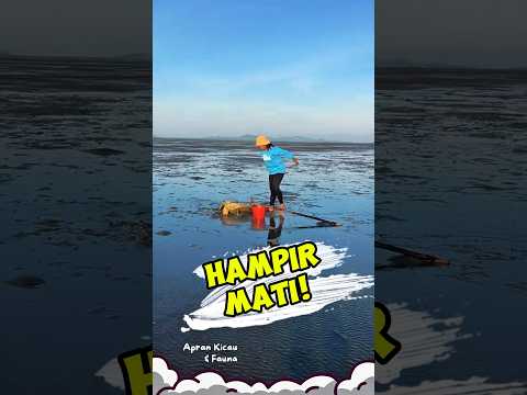 Nyaris Mati! Penyu Terjerat Tali Akhirnya Kembali ke Laut #penyu #turtle #penyelamatanhewan