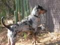 Catahoula alligator eating coon dog (song)