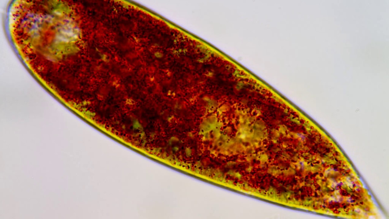 Red <em>Euglena</em>