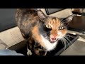 Hungry Cat Meowing Loud For Food