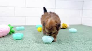 ハーフ犬の動画01