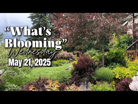 What’s Blooming in My Zone 8b Garden! // May 21, 2025